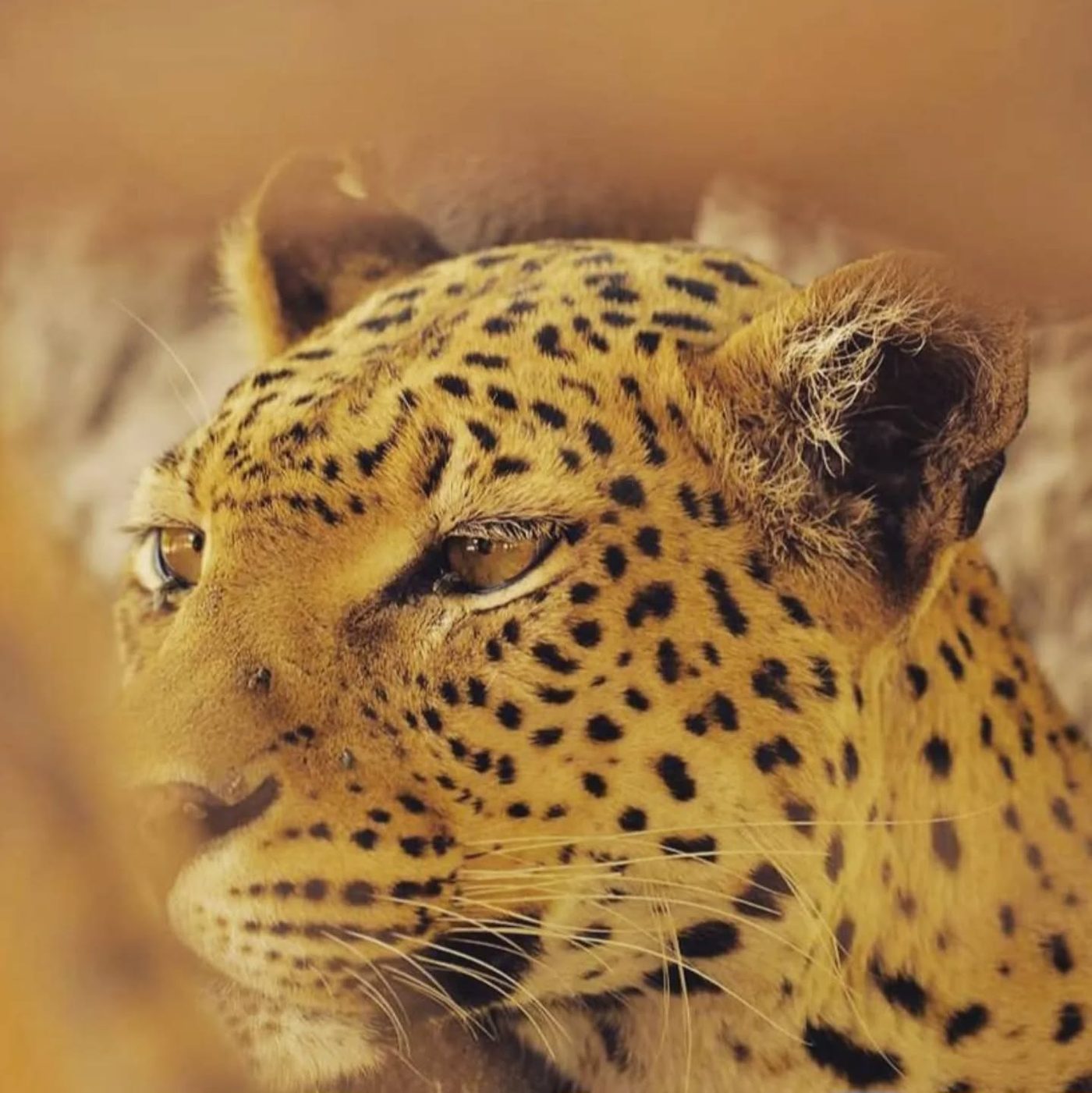 Leopard, Chobe, Botswana