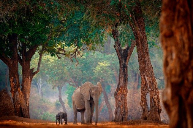 Elephants among the trees at Mana Pools National Park, Zimbabwe